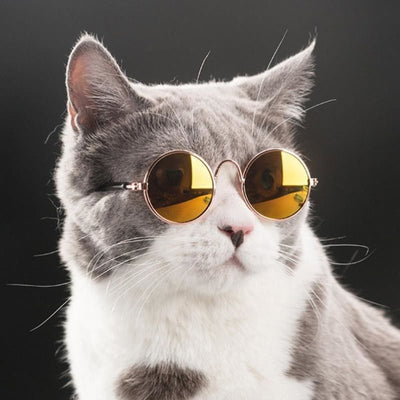 Cool Pet Glasses